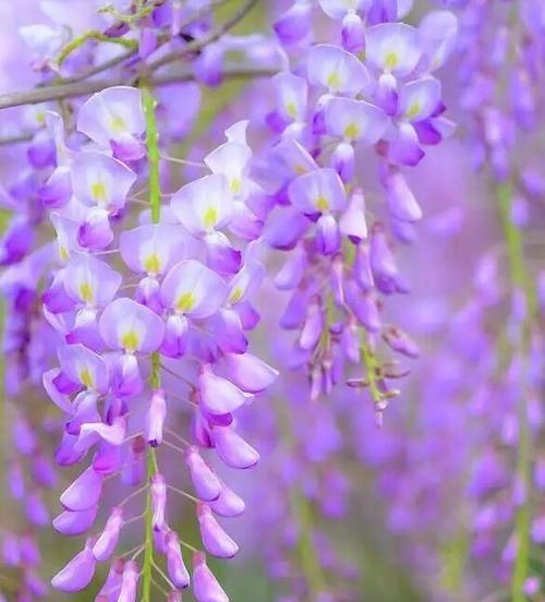 紫藤花的花语与寓意（寓意深远的紫藤花，你了解吗？）