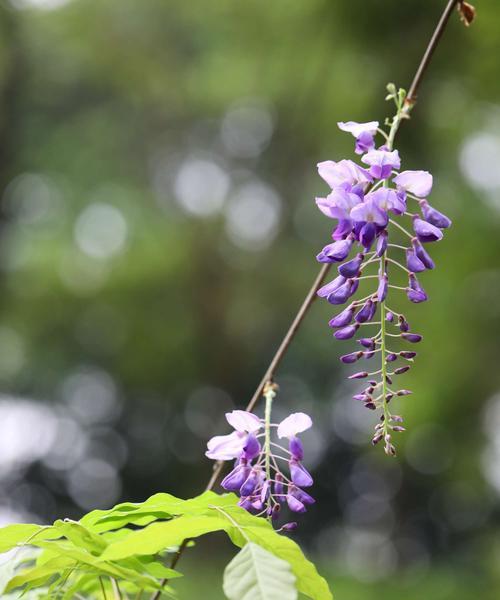 紫藤花的花语与寓意（寓意深远的紫藤花，你了解吗？）