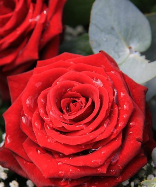 一朵红玫瑰的象征意义（花语传情，红玫瑰代表什么？）