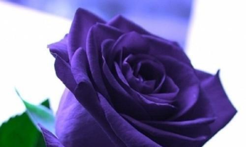 玫瑰花颜色代表的意义（解读玫瑰花不同颜色所蕴含的情感和寓意）