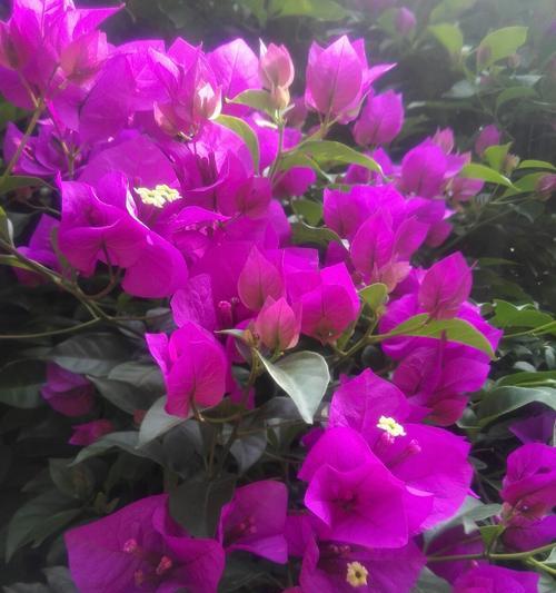 三角梅花语（探寻三角梅花所传达的情感和寓意）