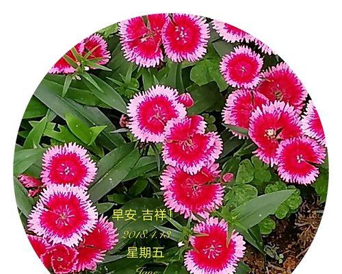 石竹花花语——传递真挚的情感（揭秘石竹花的花语及象征意义，让你更懂得如何传递真挚的情感）