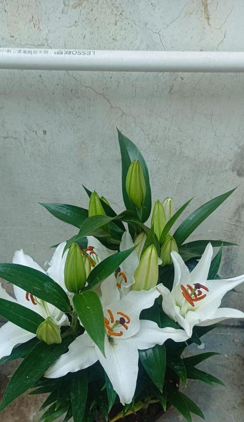 百合花语之香水，芳香盛放的优雅之美（百合花语的含义与香水世界的交融）