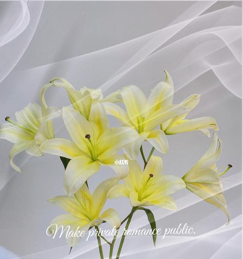 百合花语之香水，芳香盛放的优雅之美（百合花语的含义与香水世界的交融）