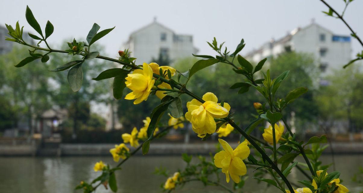 迎春花的花语（传递着春天的希望和喜悦）