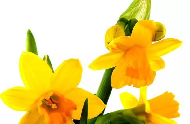 浪漫花语，黄水仙花的世界（恋爱、守护、坚定——黄水仙花的三种花语）