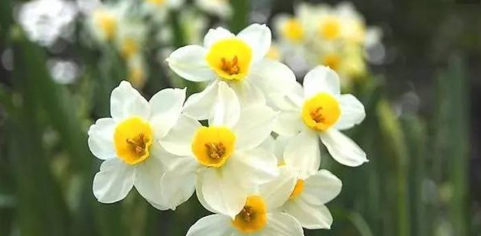 浪漫花语，黄水仙花的世界（恋爱、守护、坚定——黄水仙花的三种花语）