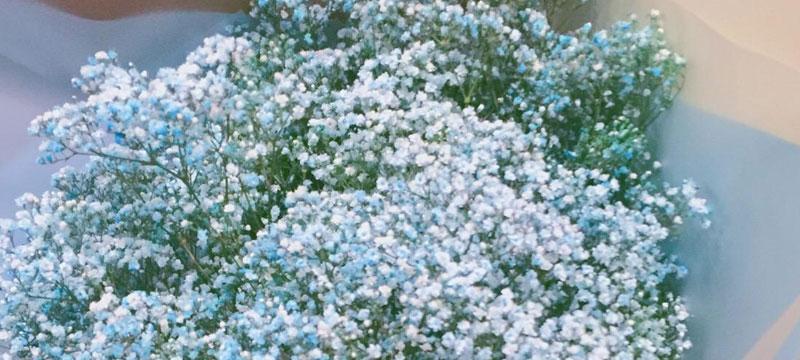 满天星的花语和寓意（细说满天星的8种不同含义）