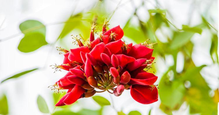 刺桐花的花语及其寓意（揭秘刺桐花背后的深刻含义）