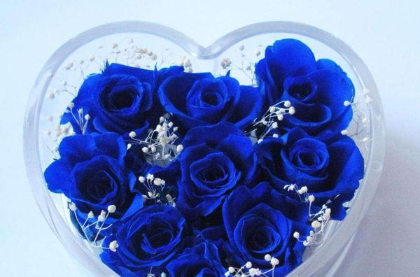 神秘的一朵蓝玫瑰（探究其象征意义与背后故事）