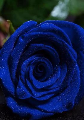 神秘的一朵蓝玫瑰（探究其象征意义与背后故事）