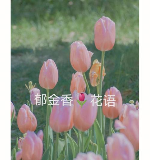 缘起花香（探寻花种类与花语的奥秘）