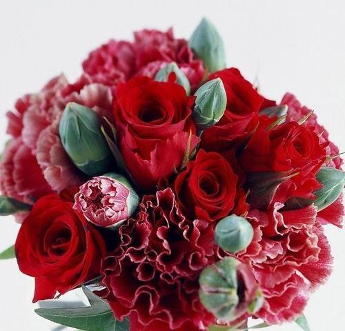 康乃馨花语与寓意（探究康乃馨花色与花语，解读不同色彩所代表的含义）