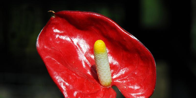 解读红掌花语——传递热情、自信与美丽（红掌花的象征意义与文化背景）