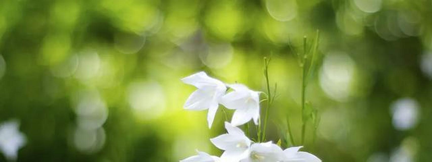 白色桔梗花的花语（探秘白色桔梗花所代表的含义与象征）
