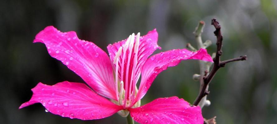 紫荆花花语与传说（传承千年的紫荆花文化与传说故事）