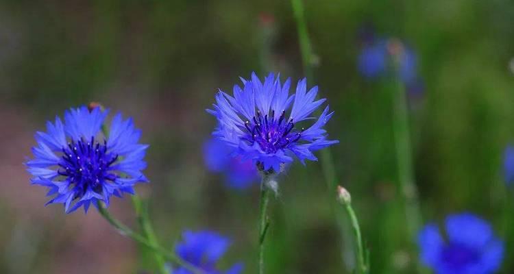 解读蓝色矢车菊的花语（一朵蓝色矢车菊，传递的是……）