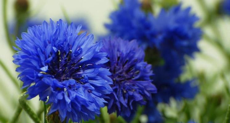 解读蓝色矢车菊的花语（一朵蓝色矢车菊，传递的是……）