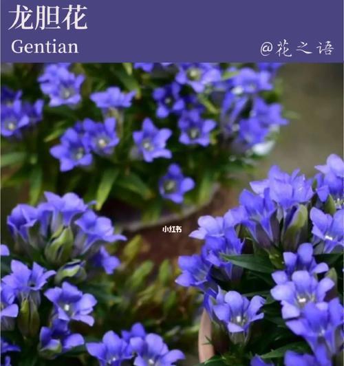 龙胆花的花语与象征意义（传递坚强与勇气的花海）