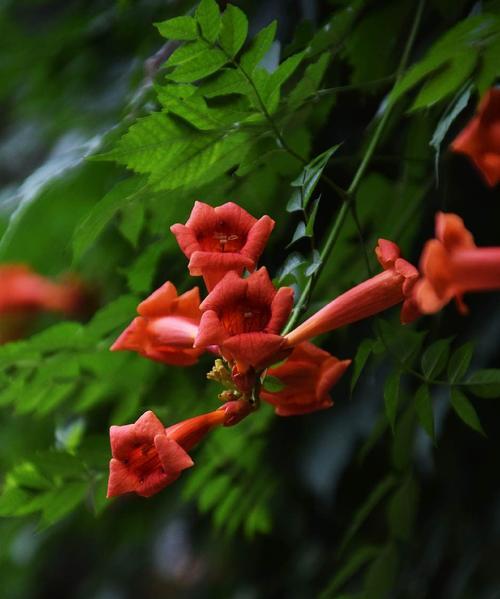 寓意深远的凌霄花（探寻凌霄花的花语和文化内涵）