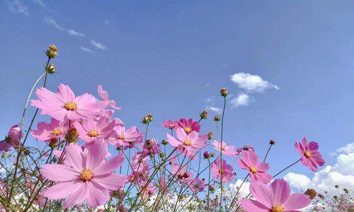 格桑花的花语与寓意（探寻藏民文化的代表花——格桑花的象征意义）