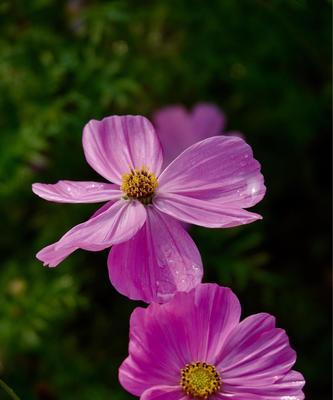 格桑花的花语与寓意（探寻藏民文化的代表花——格桑花的象征意义）