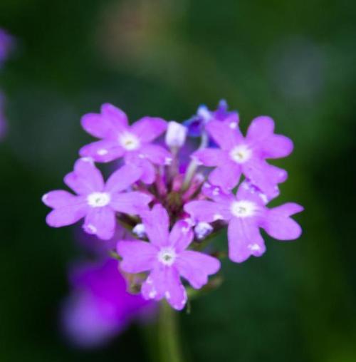 美人樱的花语（赏花之余，了解花语）