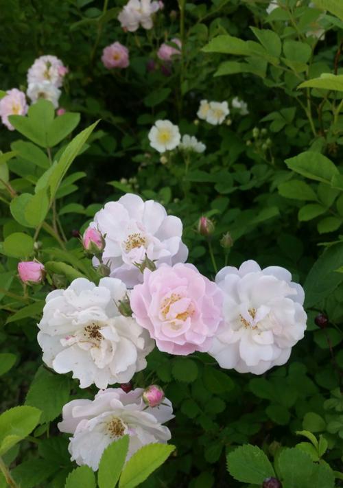 白色蔷薇的花语（揭秘白色蔷薇的内在涵义）