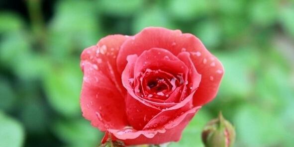17朵玫瑰花语的深刻含义（探究玫瑰花束背后的真正意义，解读17枝玫瑰的秘密）