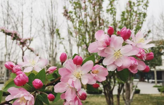 解读海棠花的花语（浓情蜜意，代表着什么？）