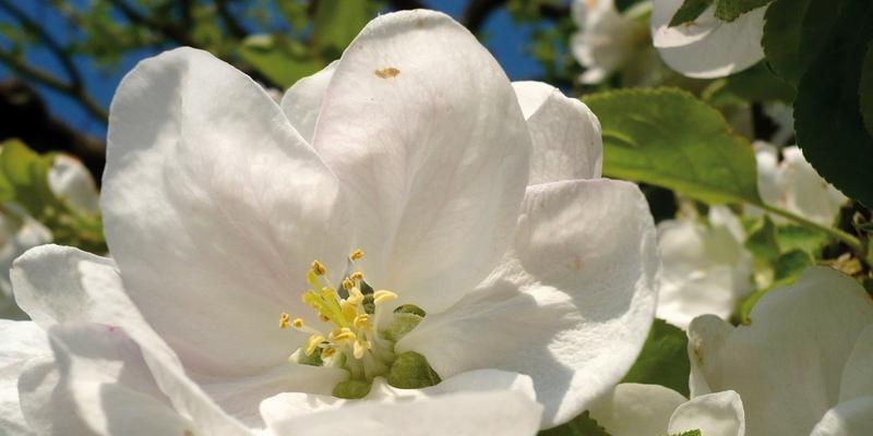 解读海棠花的花语（浓情蜜意，代表着什么？）