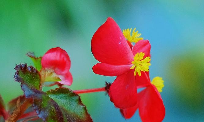 解读海棠花的花语（浓情蜜意，代表着什么？）