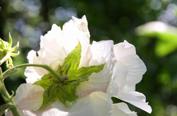 芙蓉花的花语和寓意（中国经典美花之一）