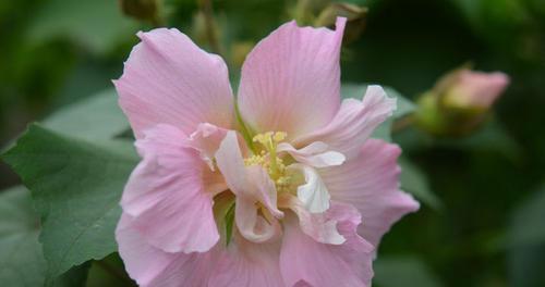 芙蓉花的花语和寓意（中国经典美花之一）