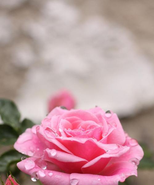 粉红色玫瑰花的意义（探索粉红色玫瑰花的象征性）