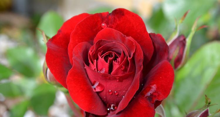 花香四溢，花意悠长——玫瑰花的不同颜色代表意思（颜色诠释花语，玫瑰花香溢满人间）