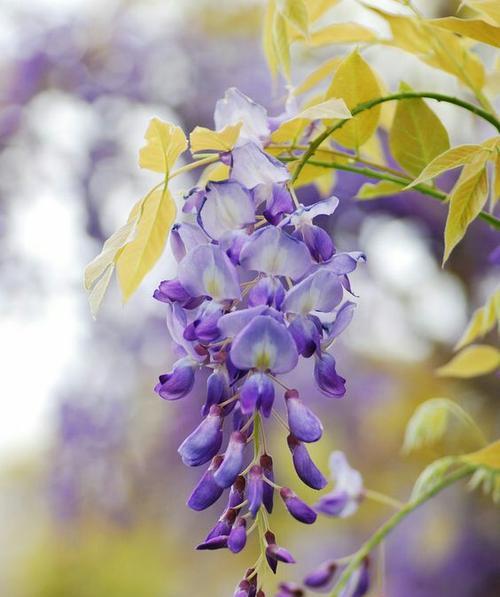 紫藤萝花语（传承爱与希望的花语之美）