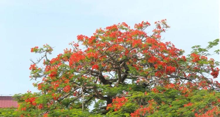 凤凰花——花开如火，寓意美好（盛夏热情的燃烧，喜庆、希望与热爱）