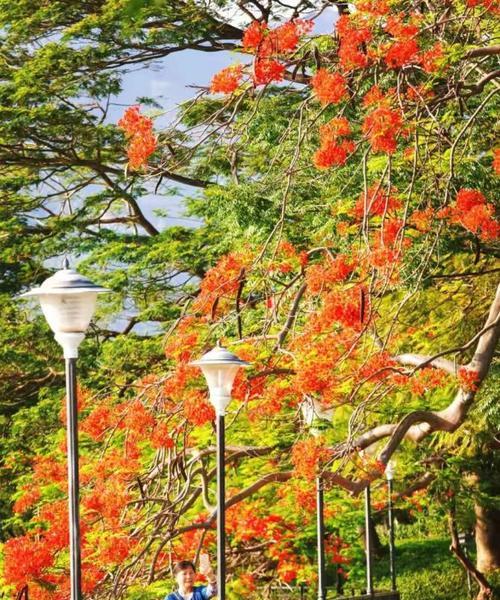 凤凰花——花开如火，寓意美好（盛夏热情的燃烧，喜庆、希望与热爱）