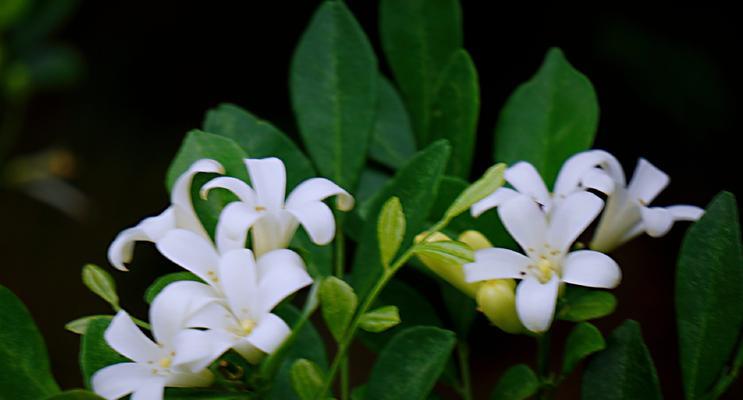 九里香花语详解（探究九里香花语的寓意和象征）