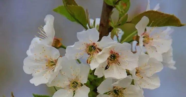 樱花的花语和文化（探秘樱花背后的传统文化和美学）