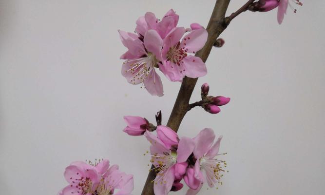 樱花的花语和文化（探秘樱花背后的传统文化和美学）
