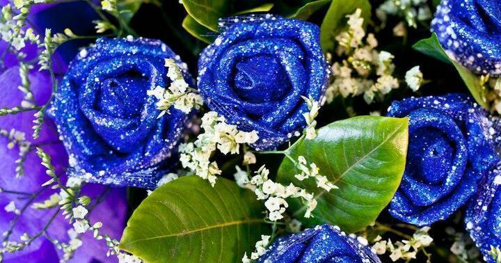 一朵蓝玫瑰的意义（探究蓝玫瑰代表的特殊含义）