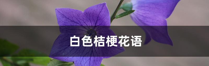 桔梗白色花语解析（探秘桔梗花的花语，揭示白色花束的含义）