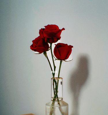 红玫瑰的意义（红玫瑰代表什么？一探玫瑰花语的奥秘）