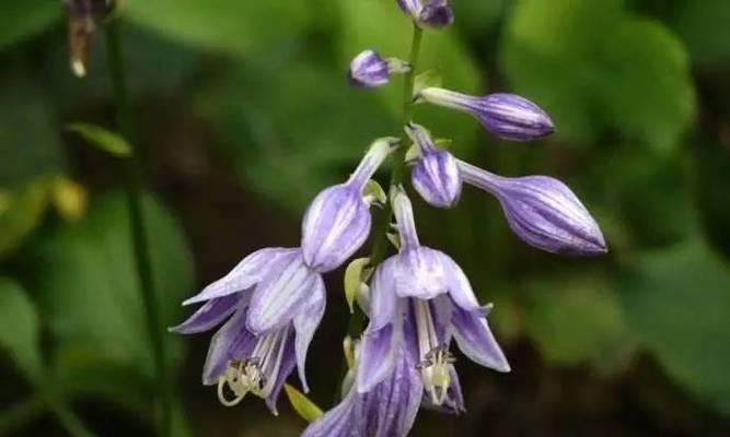 紫萼——花开富贵（紫萼的文化背景与花语）