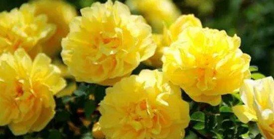 一朵黄玫瑰的含义（探寻黄玫瑰的深层涵义）