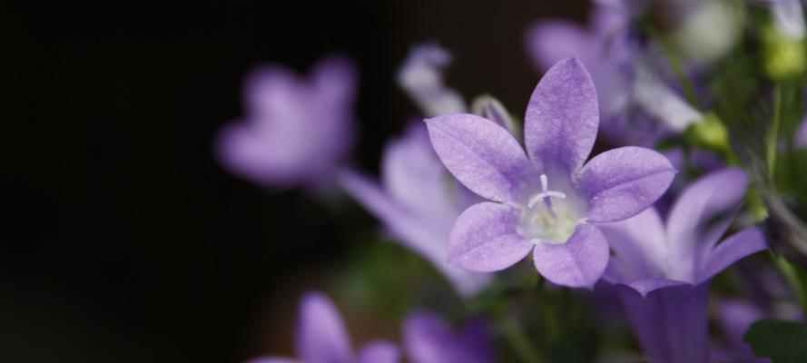 紫色洋桔梗的花语与寓意（探秘紫色洋桔梗花的象征意义与文化内涵）