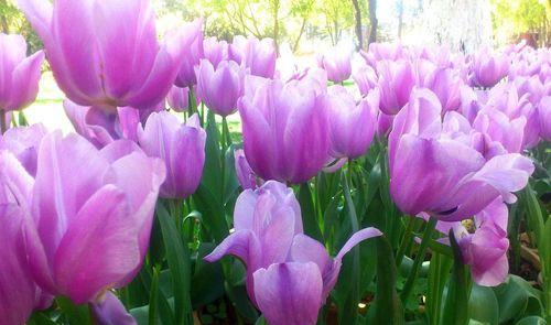 紫色郁金香，花语与象征（探寻紫色郁金香的花语和象征，解读它的意义）