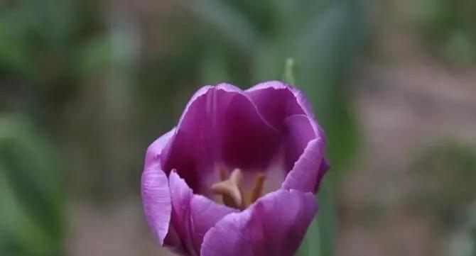紫色郁金香，花语与象征（探寻紫色郁金香的花语和象征，解读它的意义）